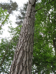 diaporama de la randonn�e